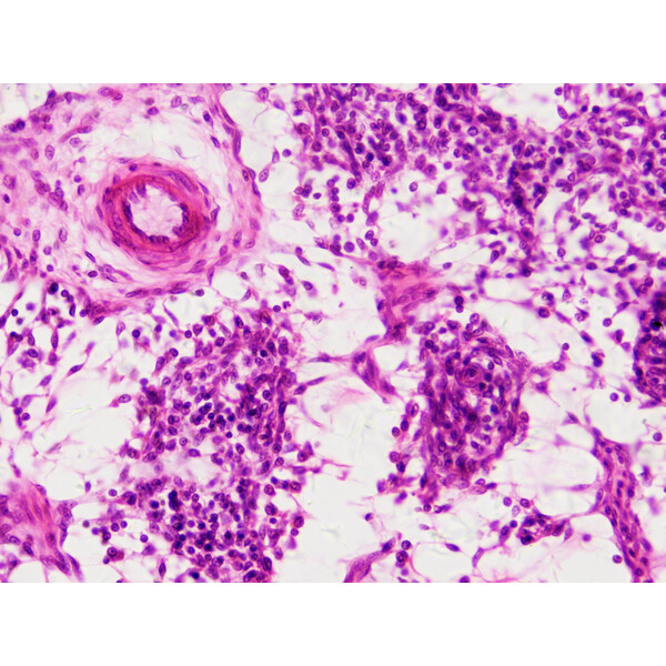 Bresser Dauerpräparate Histologie 30 Stück