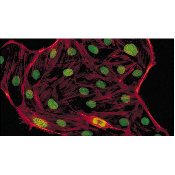 Microscope Evident Olympus CX41 fluorescence, bino, ergo, Hal,  40x,100x, 400x