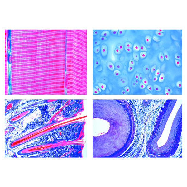 LIEDER Histologie van zoogdieren (mammalia), basisset (25 preparaten)