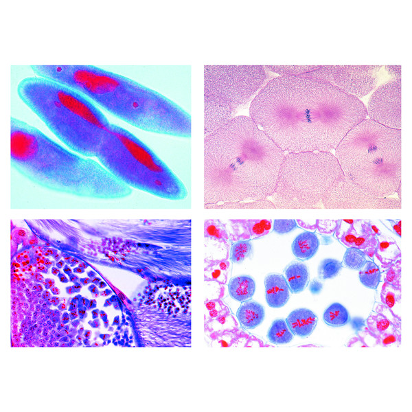 LIEDER Mitosis y meiosis , serie II (5 prep.)