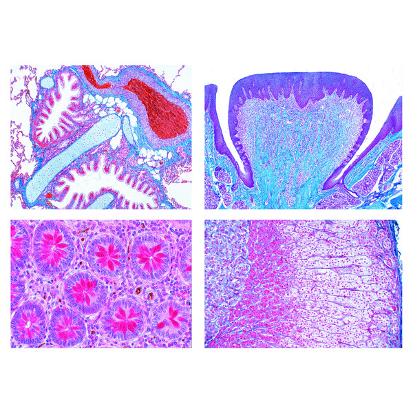 LIEDER Normal Human Histology, large set part I, 50 Microscope Slides