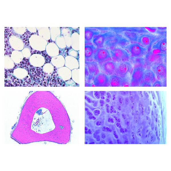 LIEDER Histologie des animaux domestiques et de ferme pour la médecine vétérinaire, Partie I (24 préparations)