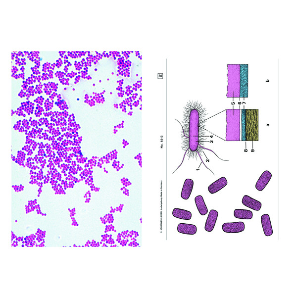 LIEDER Bacteria, Basic Set of 6 slides, Student Set