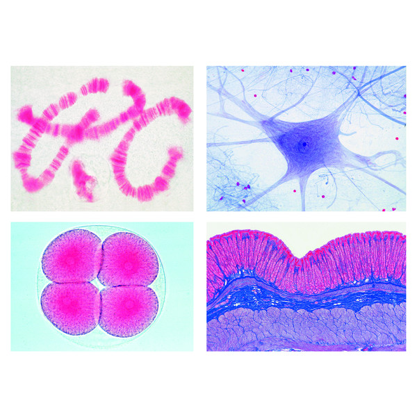 LIEDER Preparati per microscopio Serie Scolastica D (in aggiunta ad A, B e C), 50 prep.