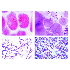 LIEDER Bacterias. Serie grande. 50 prep.