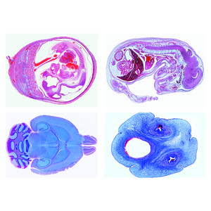 LIEDER Histologie van huisdieren en vee voor diergeneeskunde deel II (24 preparaten)