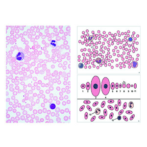 LIEDER Microscopio general (6 prep.), kit de aprendizaje