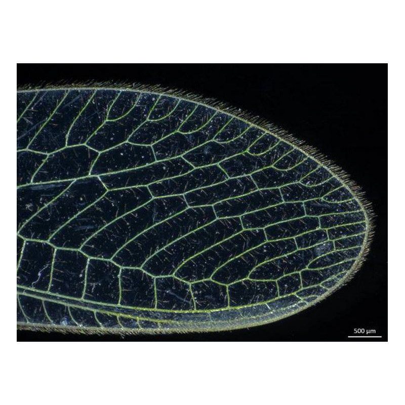 ZEISS Zoom-Stereomikroskop Stemi 305; EDU-SET CAM; Greenough; w.d. 110 mm; 10x/23; 0.8x-4.0x; 1.2 MP; WiFi; 2.8µ; 15 fsp