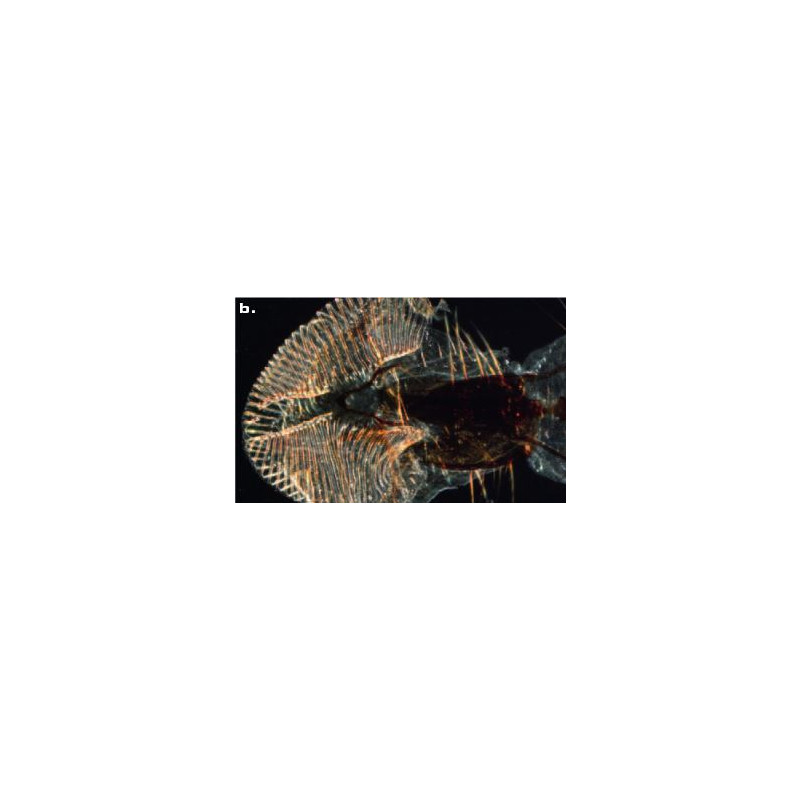 ZEISS SteREO Discovery.V8, VisiLED opvallend en doorvallend licht, 10x - 80x