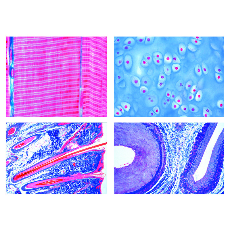 LIEDER Histologie van zoogdieren (mammalia), basisset (25 preparaten)