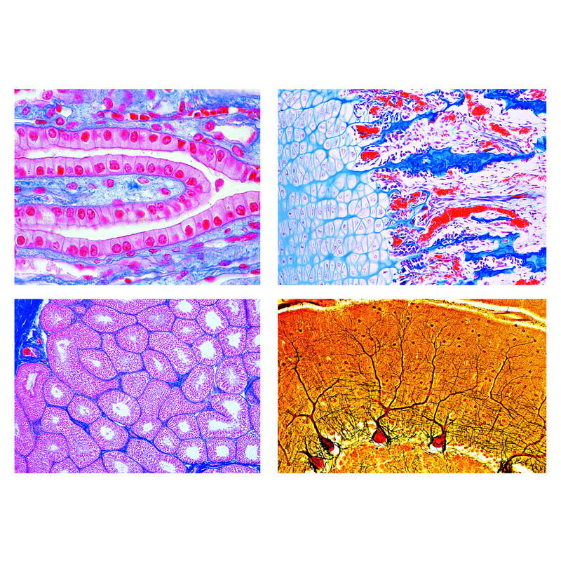 LIEDER Histologie des mammifères 2400, série élémentaire