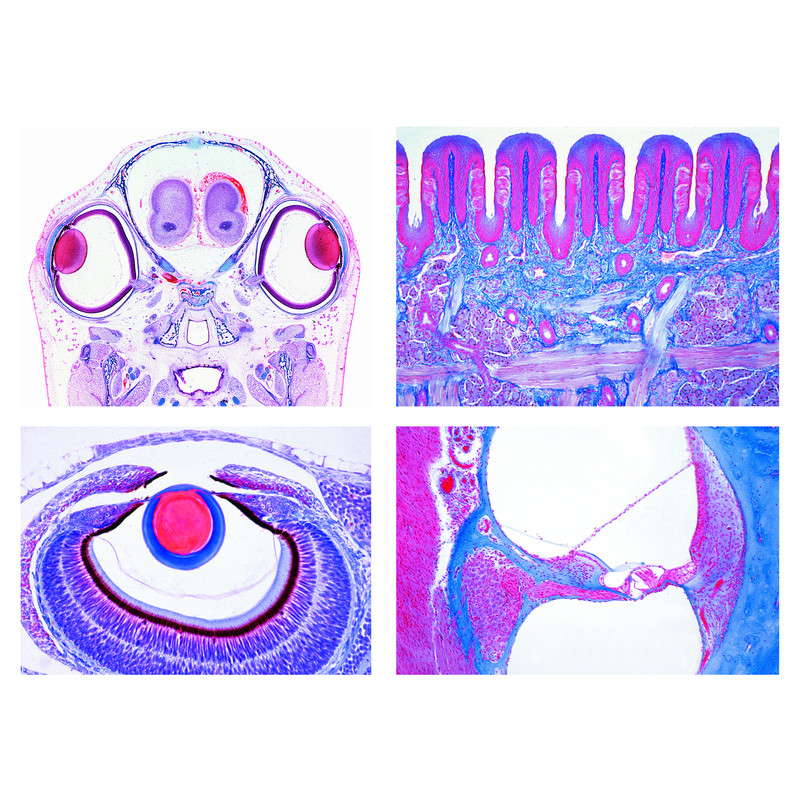 LIEDER Nivel secundario, kit III: neurociencia sensorial (16 prep.)