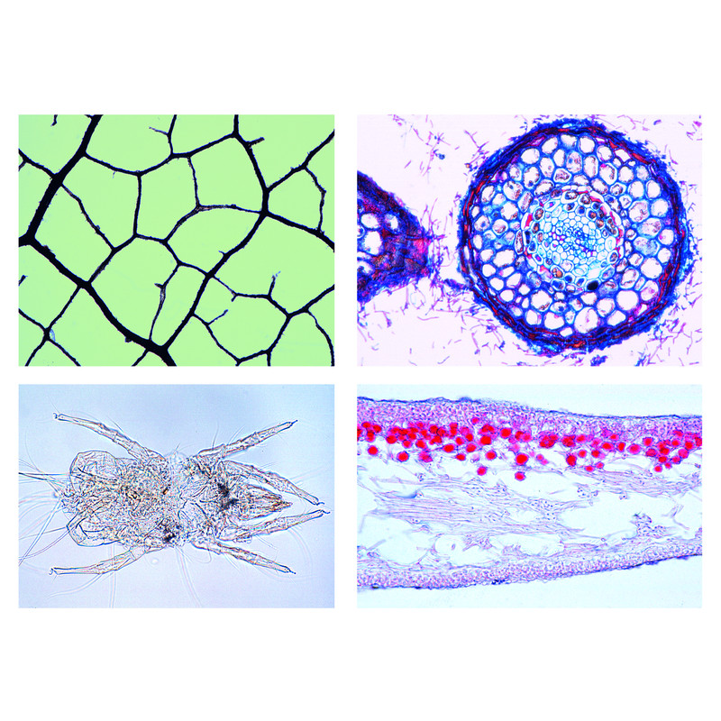 LIEDER Environment III.Life in the Soil, 17 microscope slides