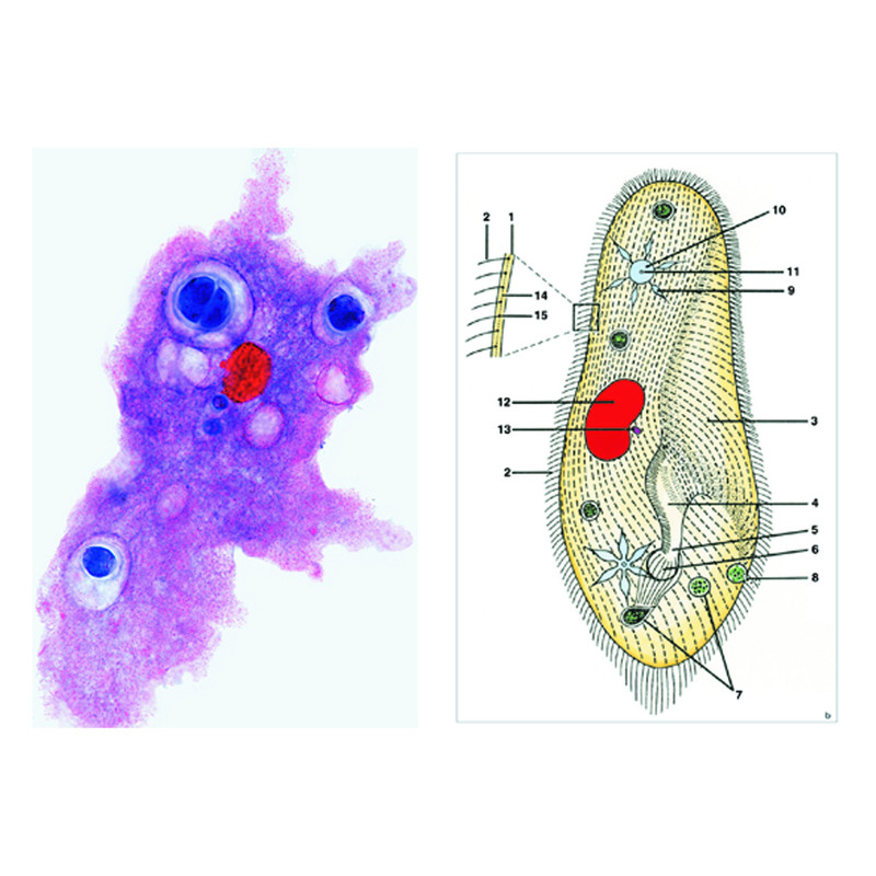 LIEDER Protozoaires (primates), base (8 préparations) kit étudiant