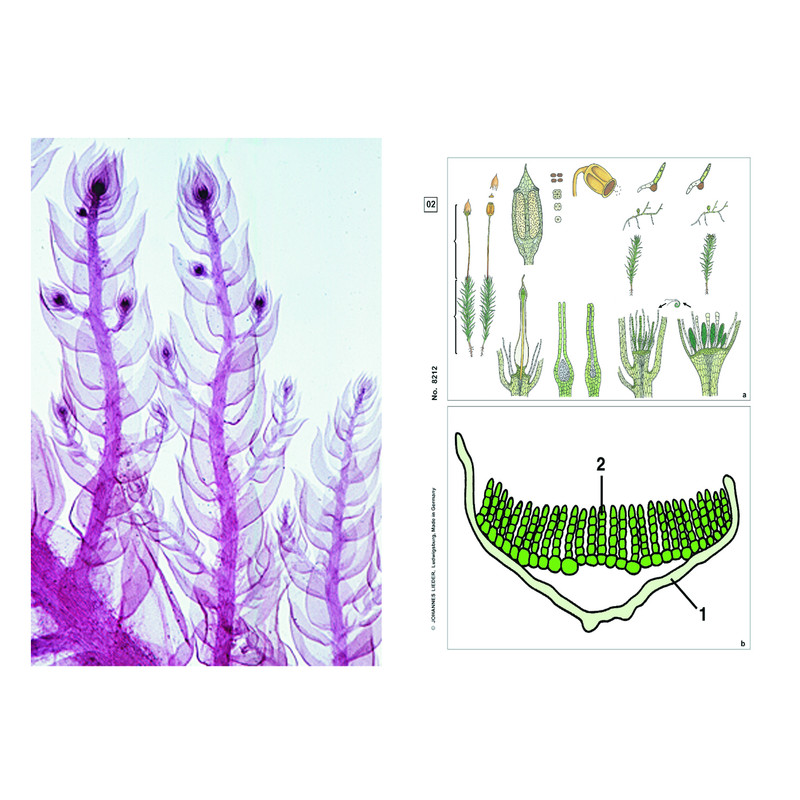 LIEDER Sporenplanten (Cryptogamen), aanvulling (12 preparaten), studentenset